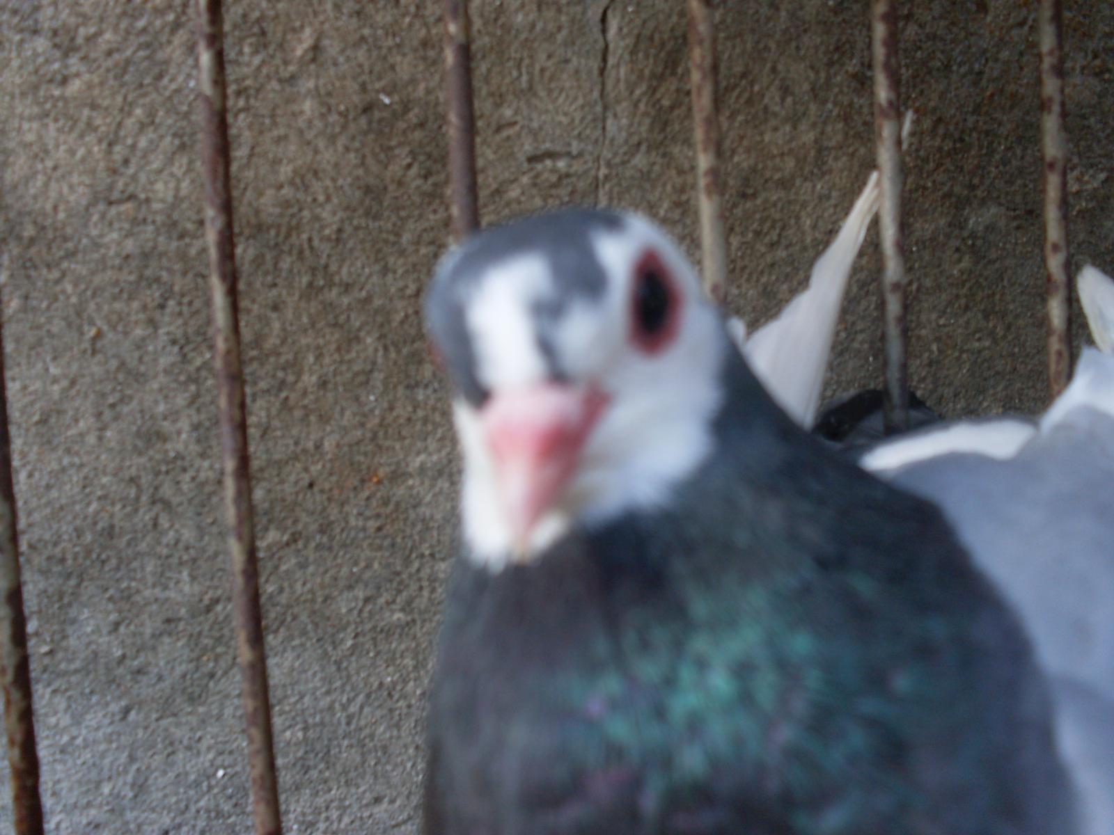 moje první,roční holubice