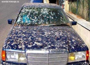 Obrazek holubí auto